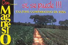 Folleto de Cultivo Comparativo de Piña