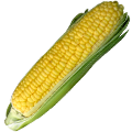 Maíz